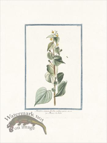 Bonelli 051 fairy primrose